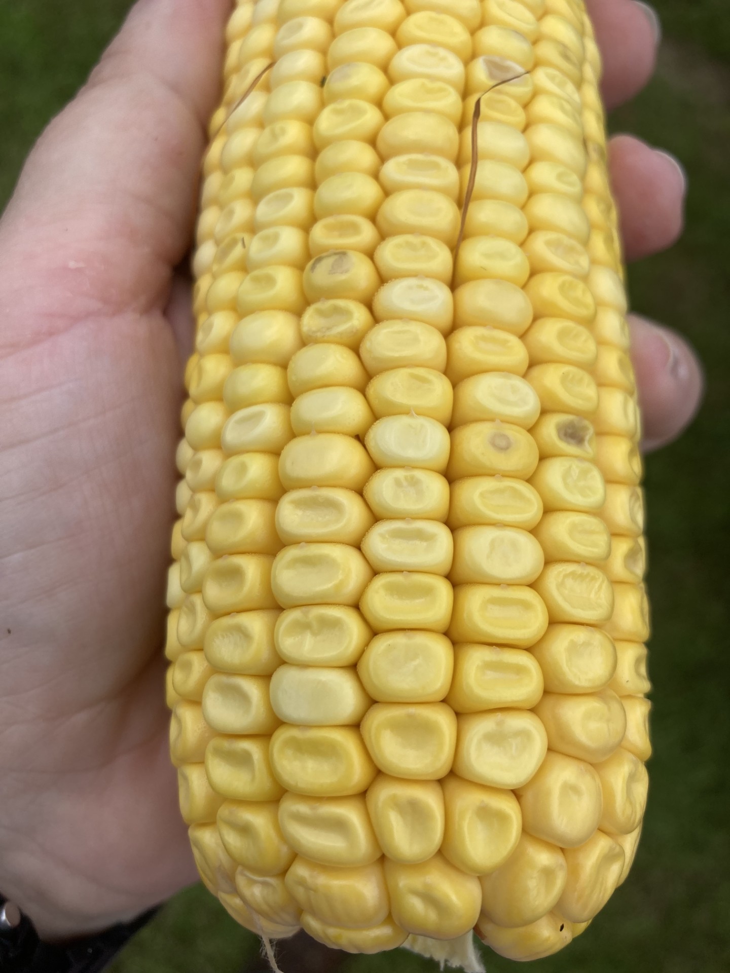 Com corn R5ish some dented kernels.jpg